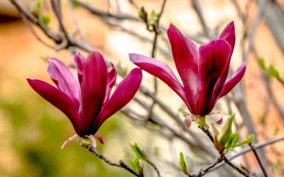 Magnolia Liliflora Nigra