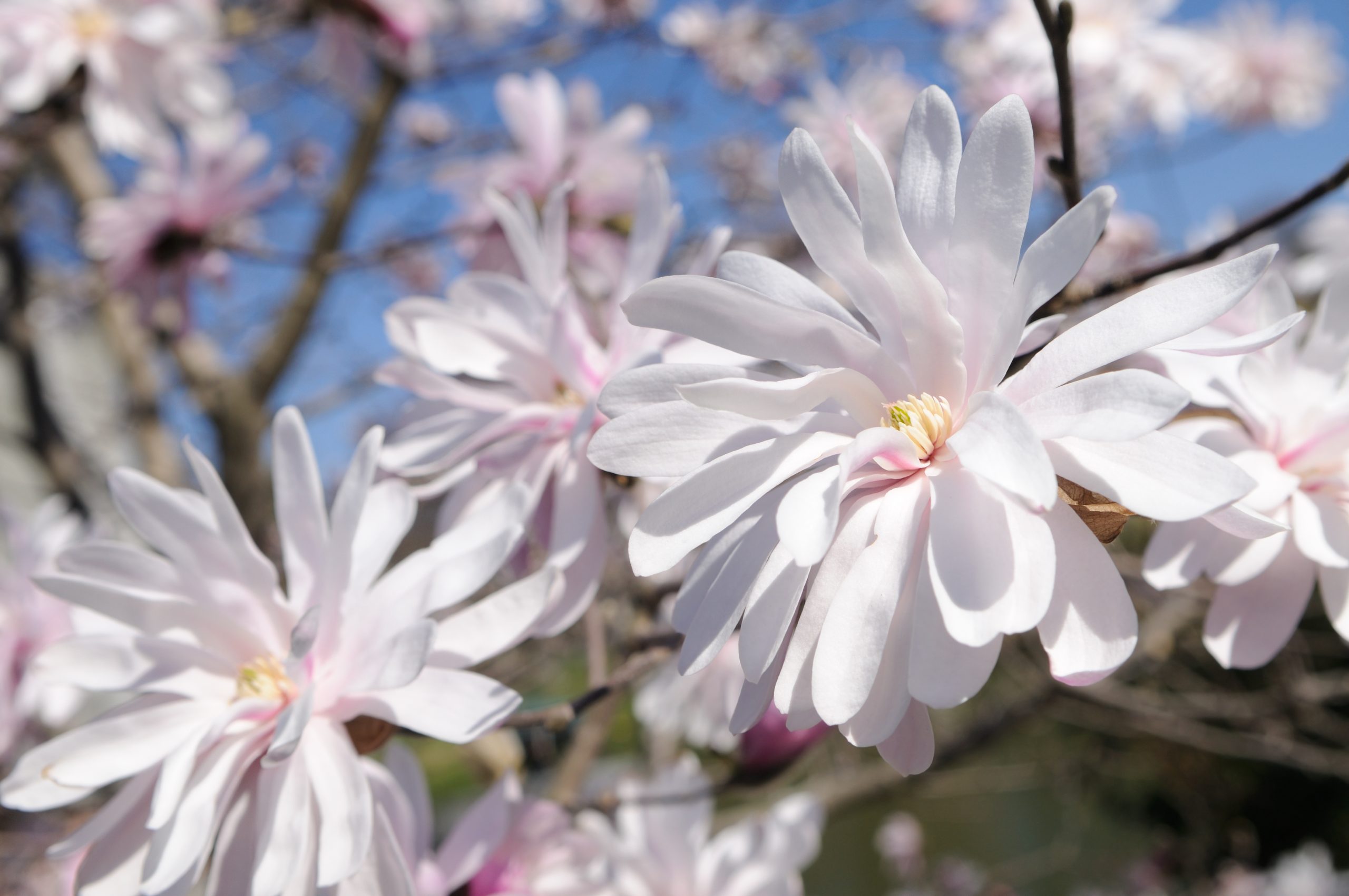 You are currently viewing Magnolia Stellata Rosea