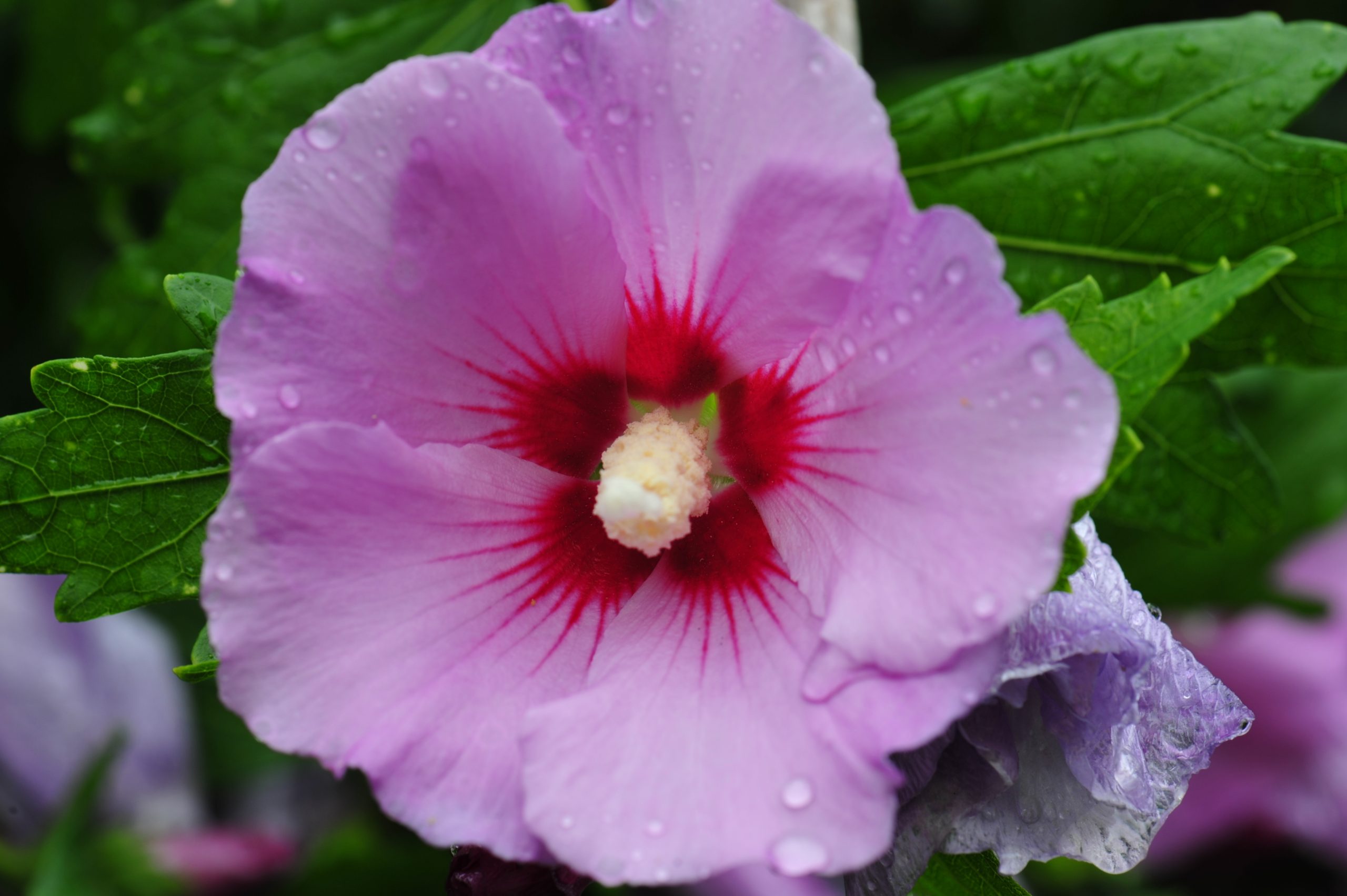 You are currently viewing Hibiscus Maike