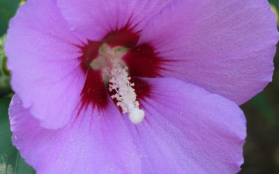 Hibiscus Marina