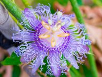 Floarea pasiunii Purple Haze