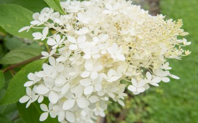 Hortenzia paniculată Phantom