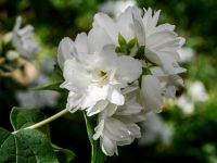 Iasomie Bouquet Blanc