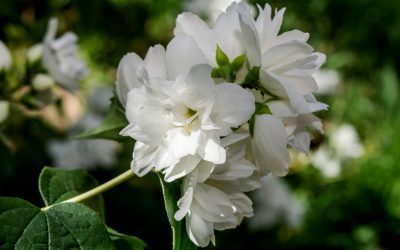 Iasomie Bouquet Blanc