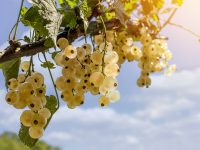 Plantarea arbuștilor fructiferi: coacăz, agriș, josta
