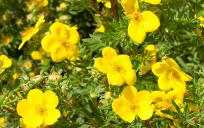 Potentila Potentilla fruticosa Sunset