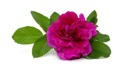 Trandafir de dulceață Rosa centifolia