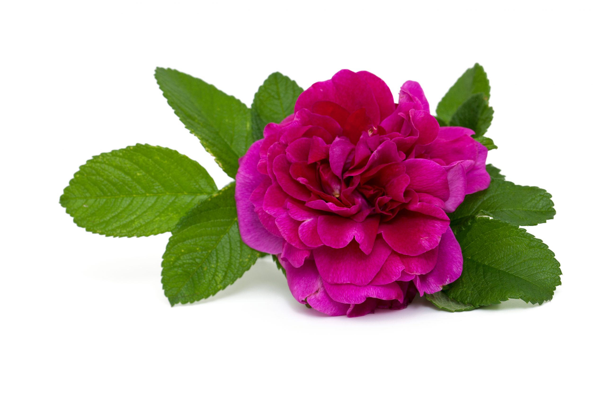 You are currently viewing Trandafir de dulceață Rosa centifolia