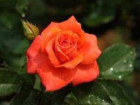 Trandafir Doris Tysterman