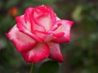 Trandafir Isabel D’Ortiz