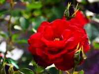 Trandafir Red Delight