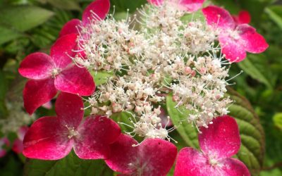 Hortenzia Rotkehlchen