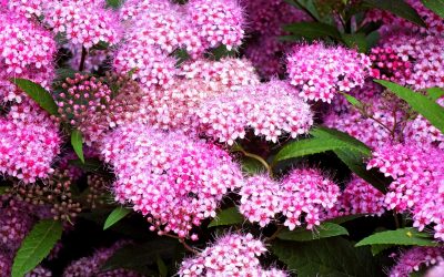 Cununiță Spiraea japonica Genpei