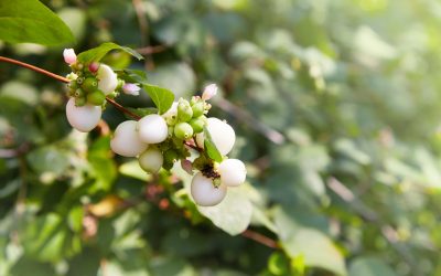 Hurmuz Symphoricarpos albus