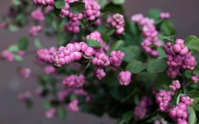 Hurmuz Symphoricarpos orbiculatus