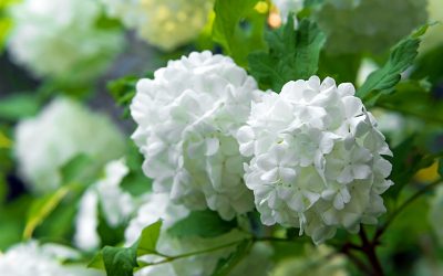 Călin Viburnum  opulus roseum