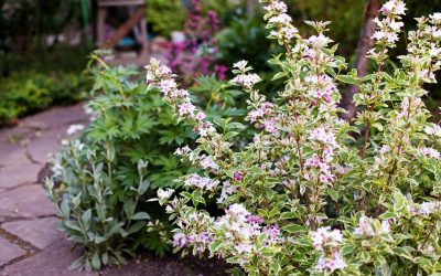 Weigela Nana Variegata