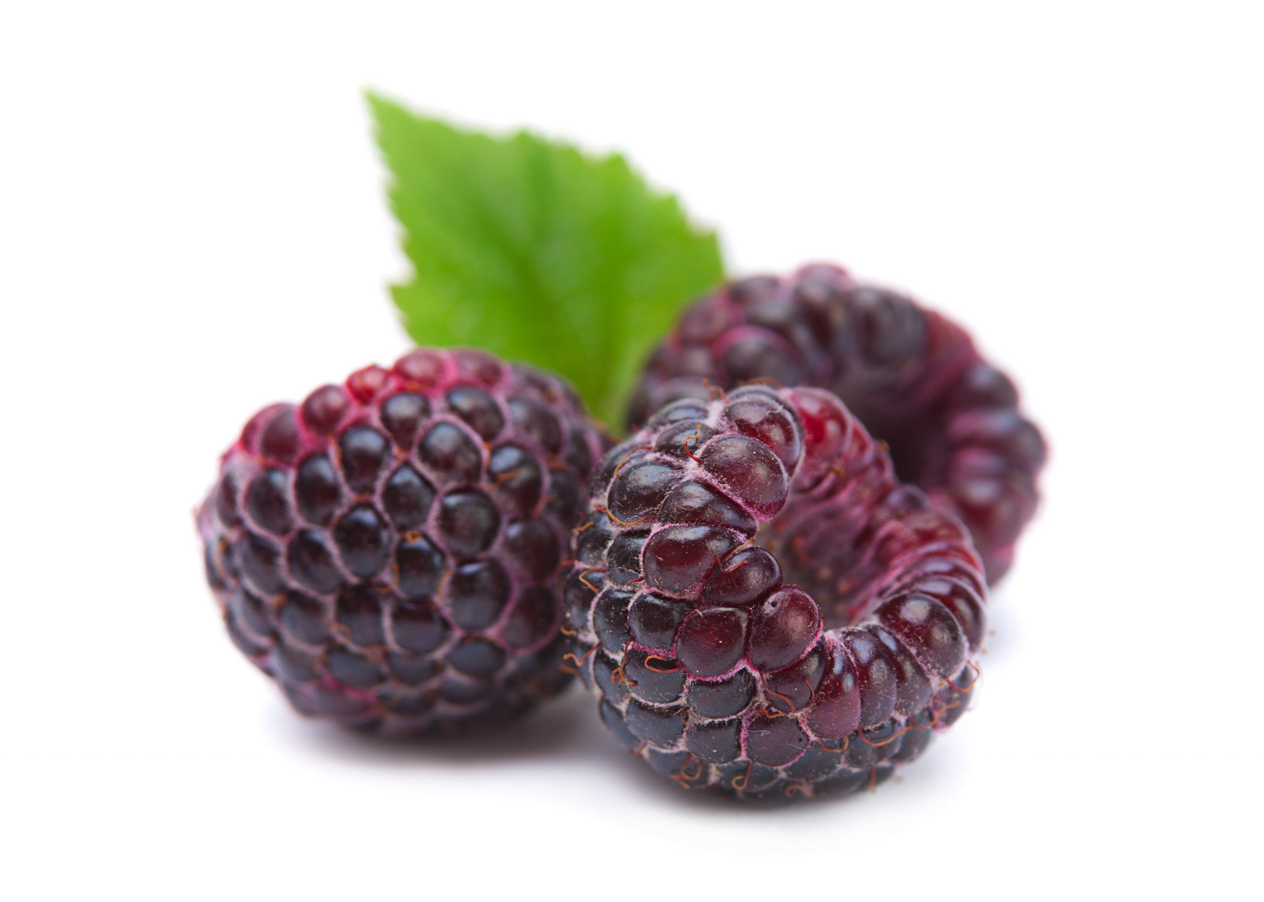 You are currently viewing Zmeur negru Rubus occidentalis black raspberry