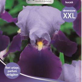 Bulbi Iris Albastru bicolor XXL