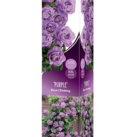 Trandafir catarator  XXL „Purple”