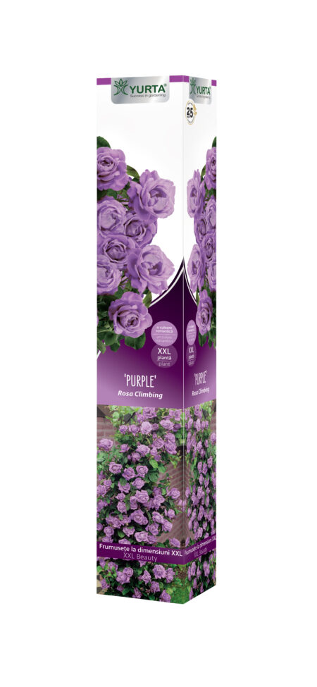 Trandafir catarator  XXL "Purple" - imagine 3