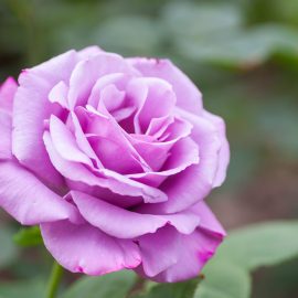 Trandafir urcător Purple