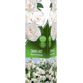 Trandafir catarator  XXL „Swan Lake”