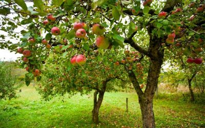 Întroducerea unei noi categorii de portaltoi la pomi fructiferi pentru plantații