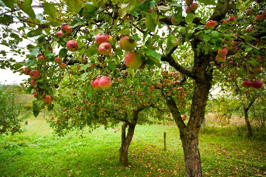 You are currently viewing Întroducerea unei noi categorii de portaltoi la pomi fructiferi pentru plantații
