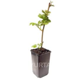 Zmeur Mur Tayberry în ghiveci de 1 L