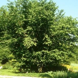 Alun Corylus avelana – 3 plante