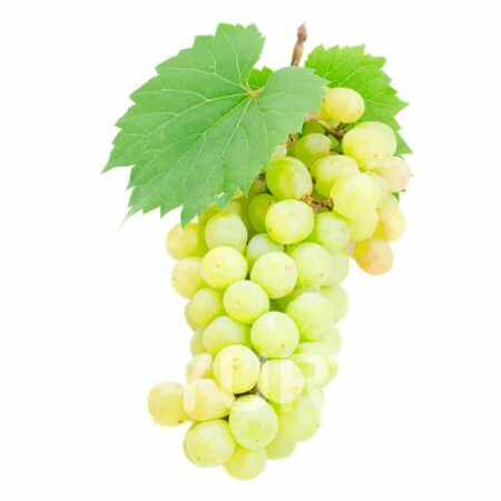 Viță românească Centenar de Pietroasa