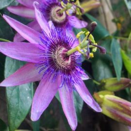 Floarea pasiunii Lavender Lady