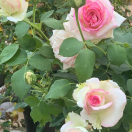 Trandafir nobil la ghiveci 2L “Biedermeier”