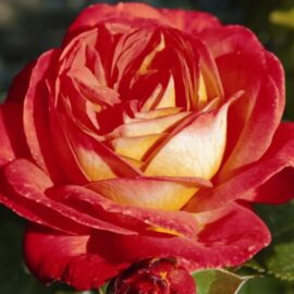 Trandafir nobil la ghiveci 2L „Midsummer”