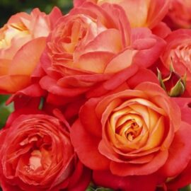 Trandafir nobil la ghiveci 4L “Midsummer”