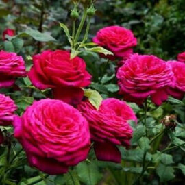 Trandafir nobil la ghiveci 2L “Goethe”