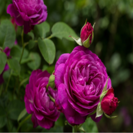 Trandafir nobil la ghiveci 2L “Heidi Klum”