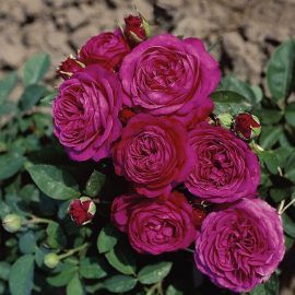 Trandafir nobil la ghiveci 4L „Heidi Klum”
