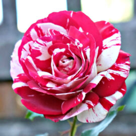 Trandafir nobil la ghiveci 4L “Best Impression”