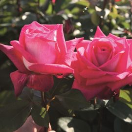 Trandafir nobil la ghiveci 2L „Acapella”