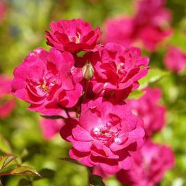 Trandafir acoperitor de sol Pink la ghiveci 2L