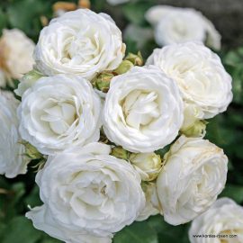 Trandafir la ghiveci 2L “Schneeküsschen”