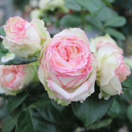 Trandafir nobil la ghiveci 4L “Biedermeier Garden®”