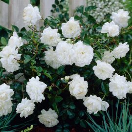 Trandafir pitic alb la ghiveci 2L
