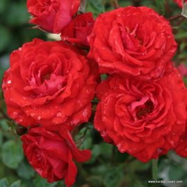 Trandafir la ghiveci 2L “Zwergenfee 09”