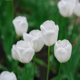 Lalele albe- 4 bulbi