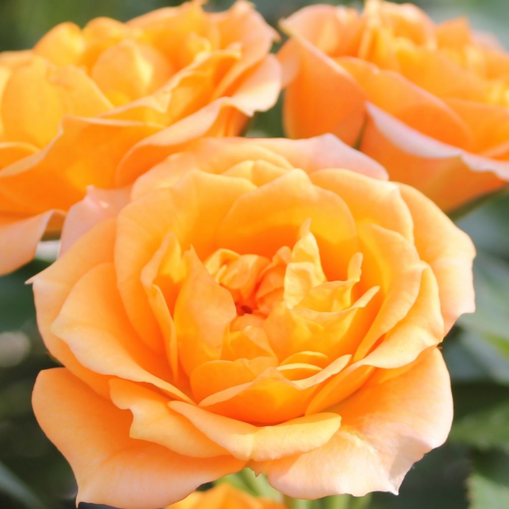 Trandafir la ghiveci 4L “Clementine”