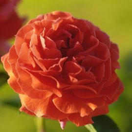 Trandafir la ghiveci 4L „Naranga”