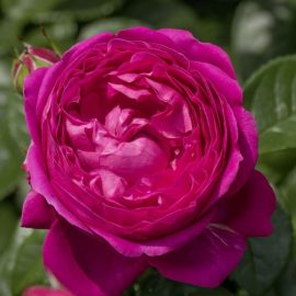 Trandafir Anuschka în ghiveci de 4 L